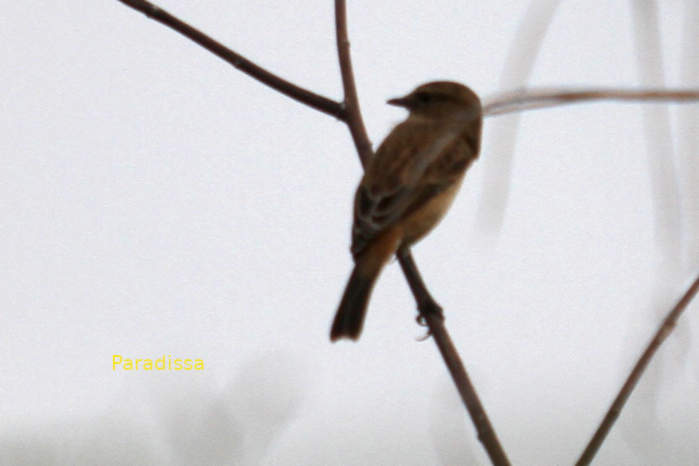 Amur stonechat in Vietnam