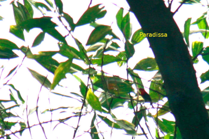 Crimson sunbird in Vietnam