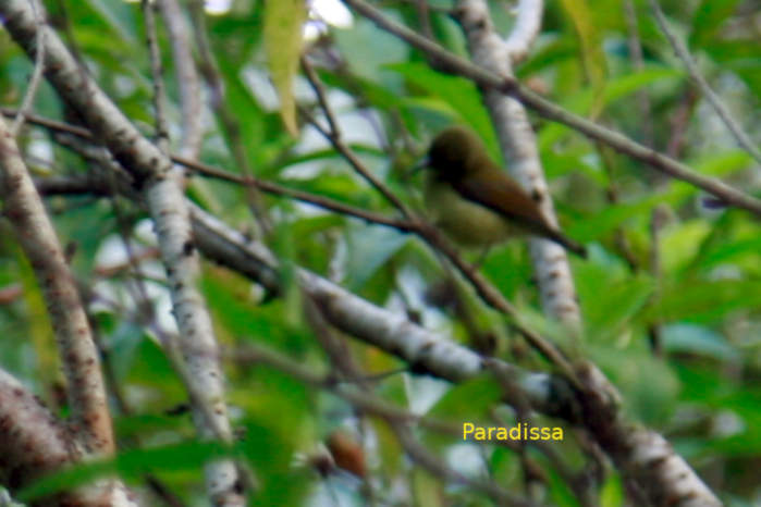 Fork-tailed sunbird in Vietnam