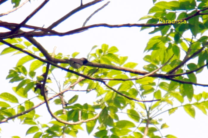 Ornate sunbird in Vietnam