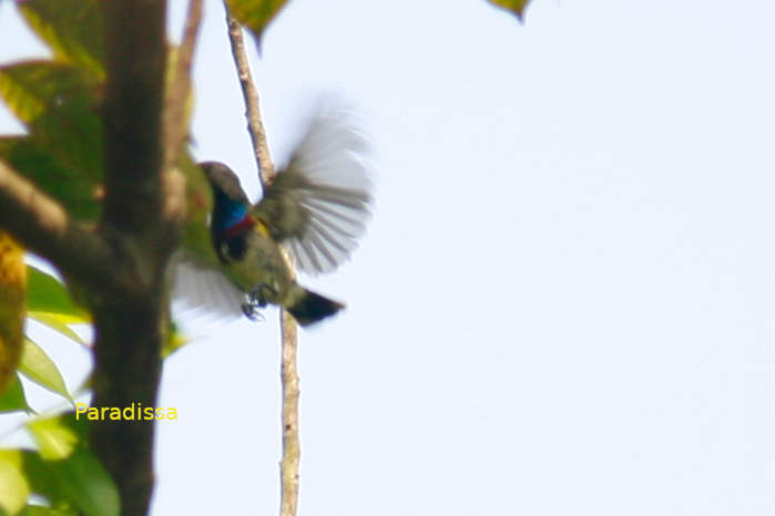 Ornate sunbird in Vietnam