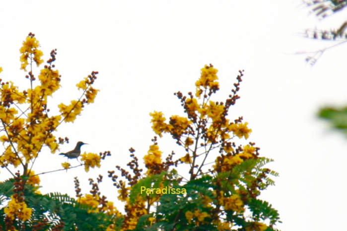 Ornate sunbird in Vietnam