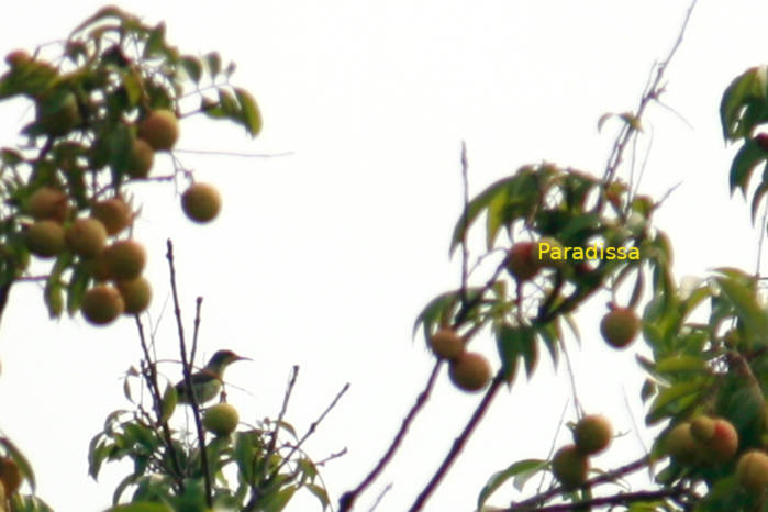 Ornate sunbird in Vietnam