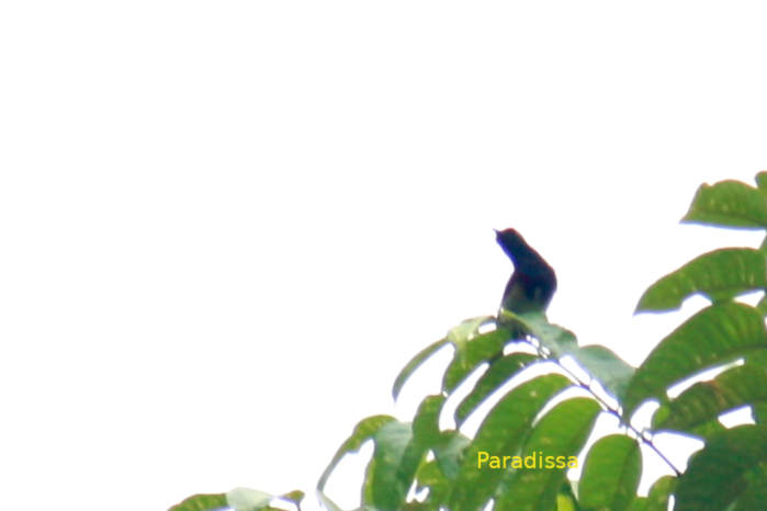 Ornate sunbird in Vietnam