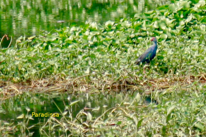 Grey-headed swamphen in Vietnam