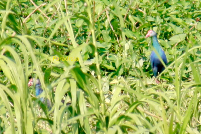 Birding at Van Long Wetland Reserve Vietnam