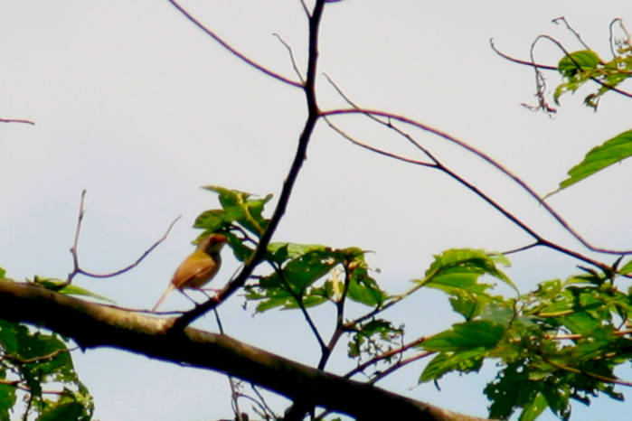 Common tailorbird in Vietnam in May 2026
