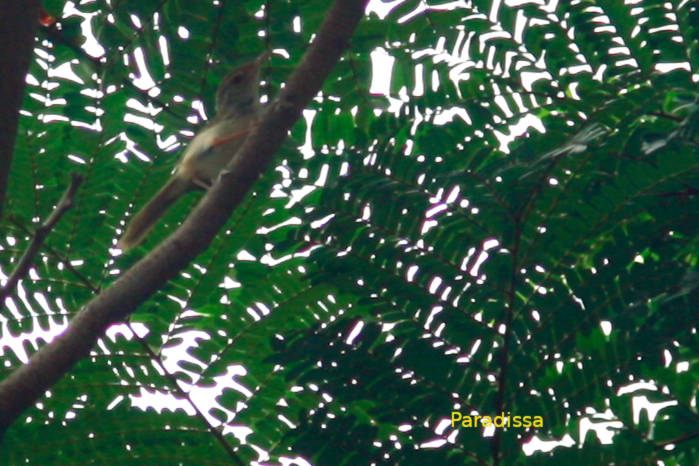 Common tailorbird in Vietnam in May 2026
