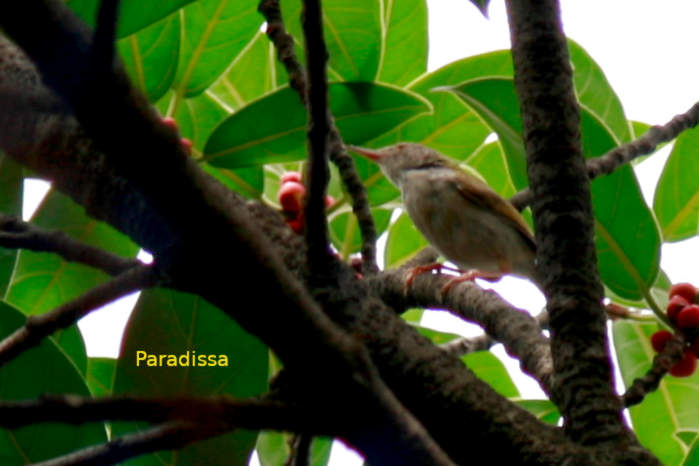 Common tailorbird in Vietnam