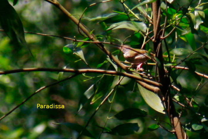 Common tailorbird in Vietnam in May 2026