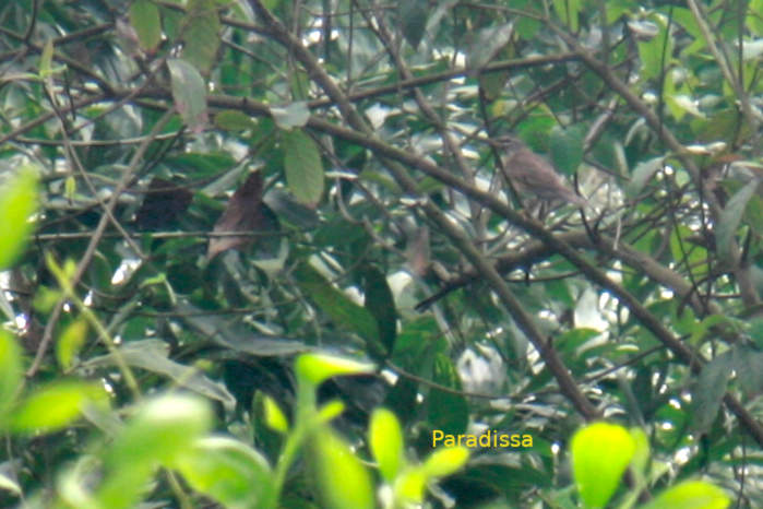 Eyebrowed thrush in Vietnam