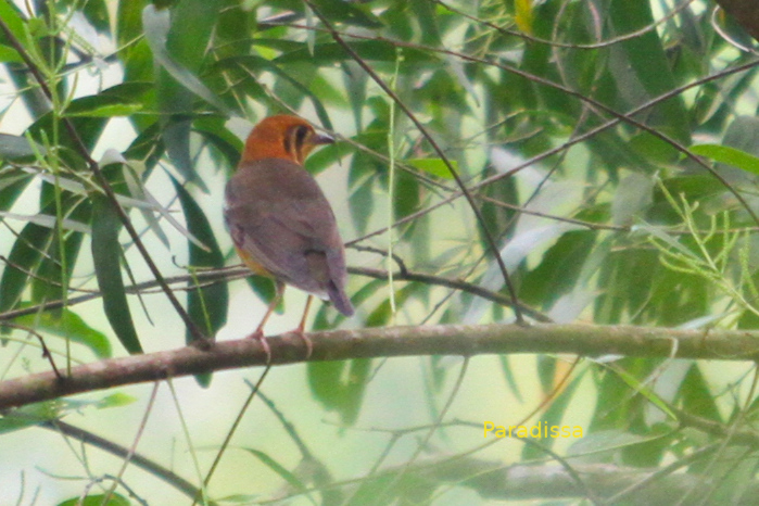 Orange-headed thrush in Vietnam