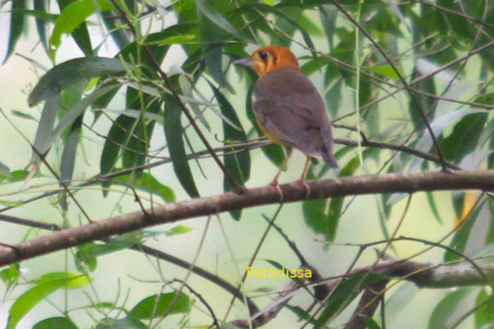 Orange-headed thrush in Vietnam