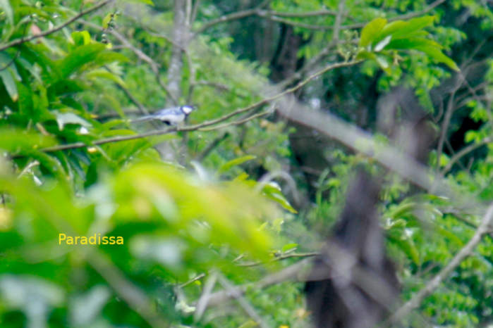 Cinereous Tit in Vietnam