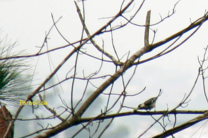 Cinereous Tit in Vietnam