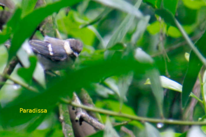 Cinereous Tit in Vietnam