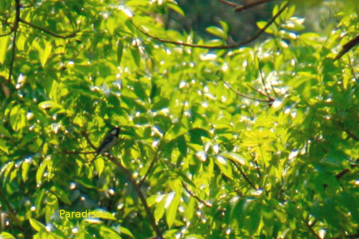 Cinereous Tit in Vietnam