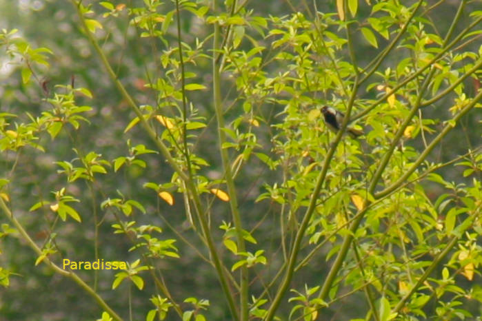 Great tit in Vietnam
