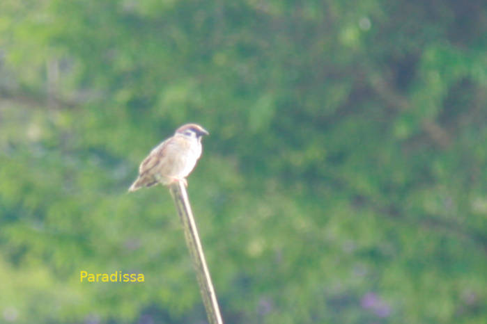 Eurasian tree sparrow in Vietnam