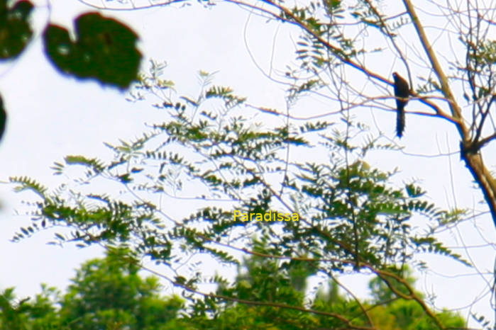 Ratchet-Tailed Treepie in Vietnam