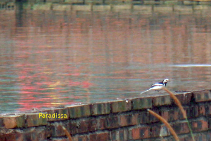 White wagtail in Vietnam