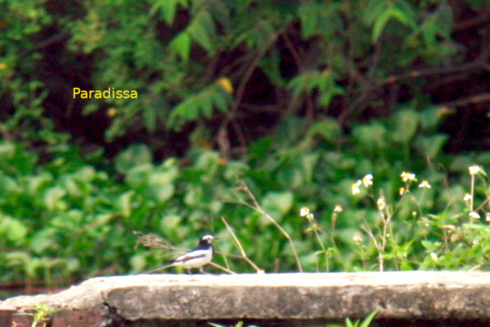 White wagtail in Vietnam