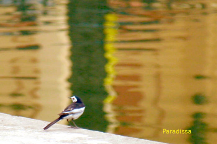 White wagtail in Vietnam