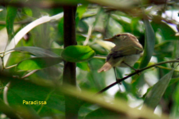 Eastern crowned warbler in Vietnam