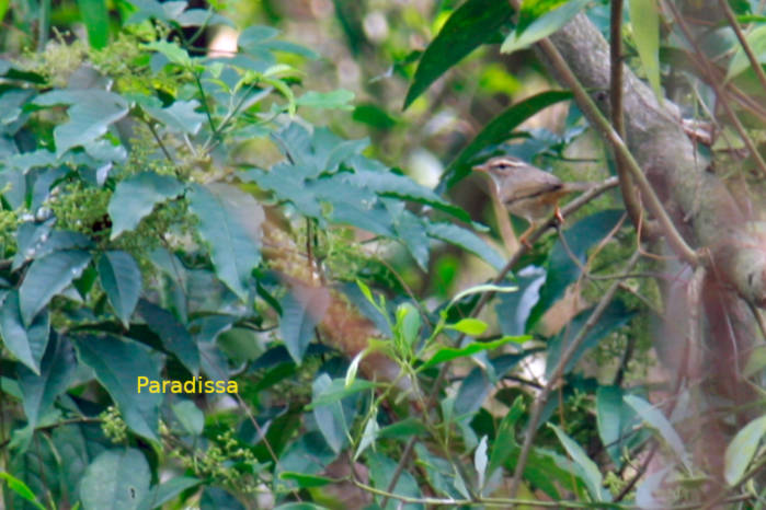 Radde's warbler in Vietnam