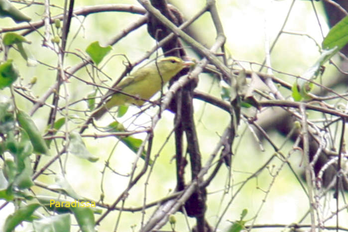 Sulphur-breasted warbler in Vietnam