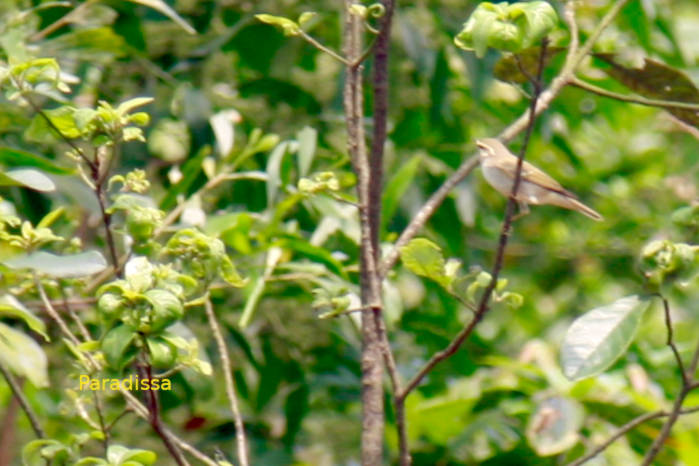 Yellow-browed warbler in Vietnam in March, April, May 2026