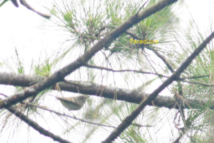 Yellow-browed warbler in Vietnam in March, April, May 2026