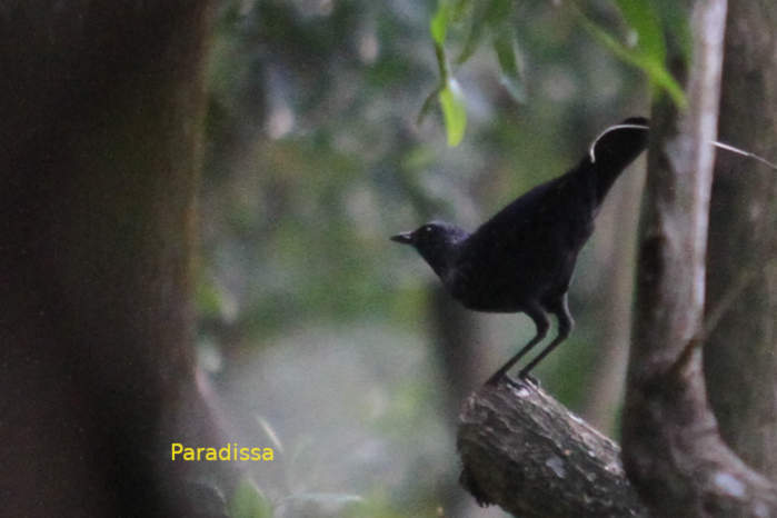 Blue Whistling Thrush in Vietnam