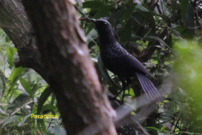 Blue Whistling Thrush in Vietnam