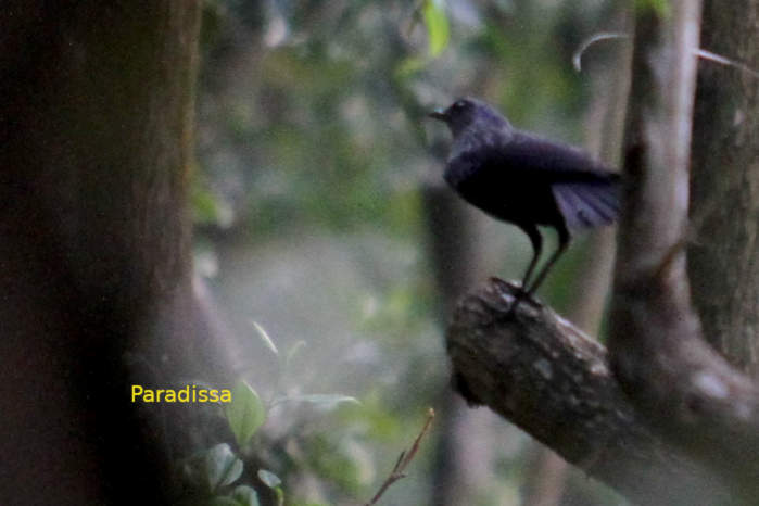 Blue Whistling Thrush in Vietnam