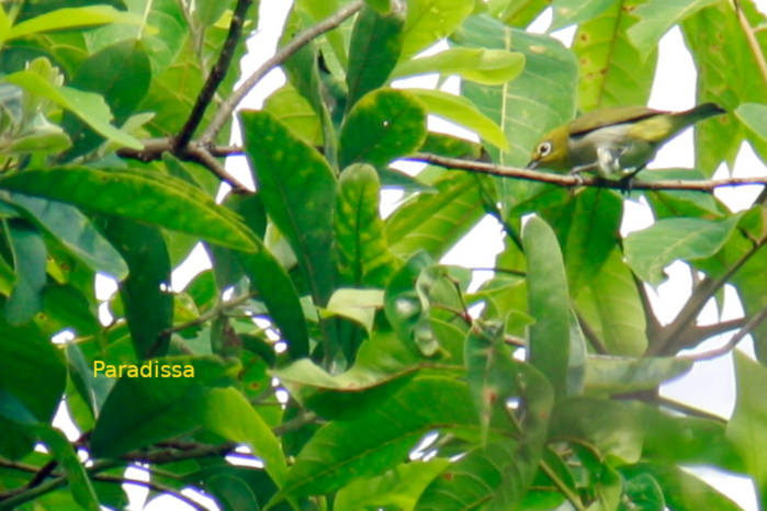 Swinhoe's white-eye in Vietnam