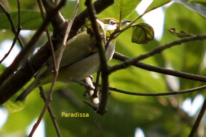 Swinhoe's white-eye in Vietnam