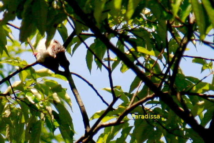 Indochinese yuhina in vietnam in May 2026