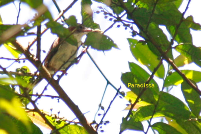 Indochinese yuhina in vietnam in May 2026