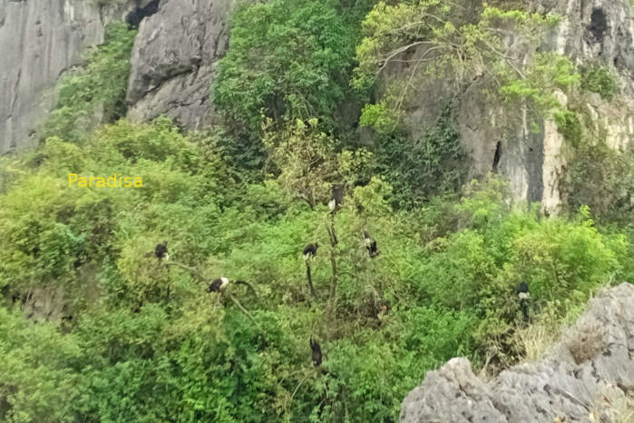 The critically endangered Delacour's langurs in Vietnam