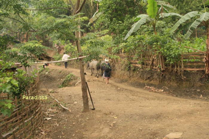 We leave the Dao community with our trekking adventure through the forest of the Ba Be National Park