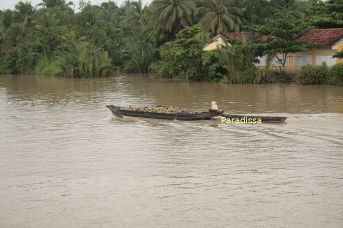 A boat carrying coconuts on the Ham Luong River at Ben Tre Province, Vietnam