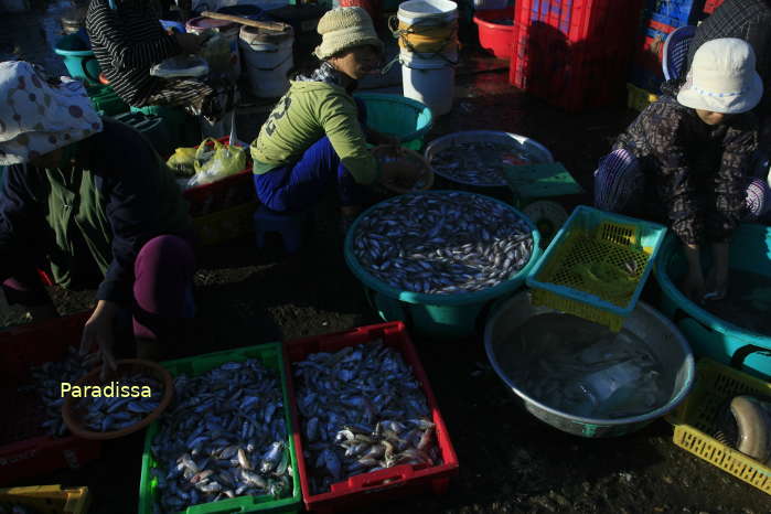 Con Cha Fish Market, Phan Thiet Fish Harbor, Phan Thiet City, Vietnam