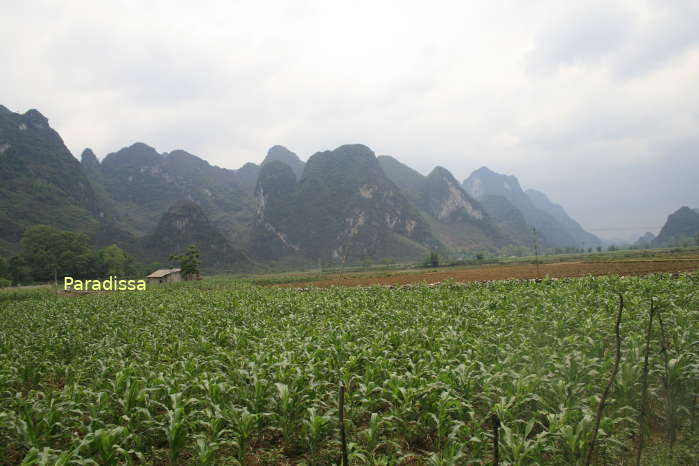 Beautiful corn fields and karst mountains at Cao Bang geopark