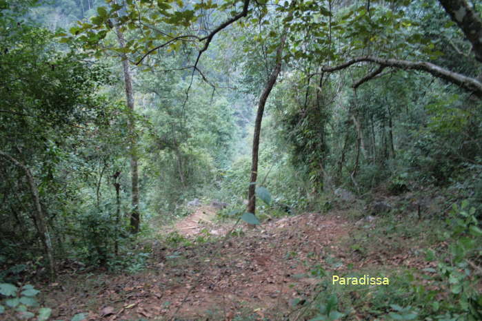 The forest around the Coc Bo Cave at Pac Bo in Cao Bang Vietnam