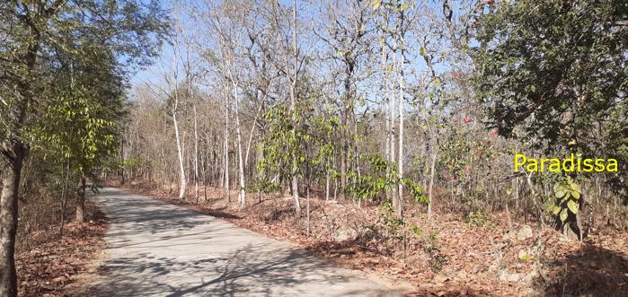 Bird watching at the Yok Don National Park in Vietnam