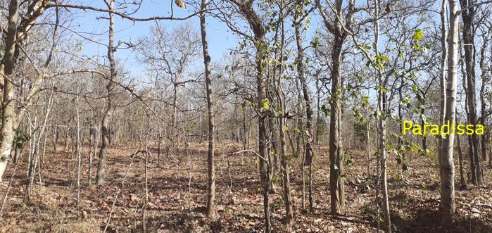 Bird watching at the Yok Don National Park in Vietnam