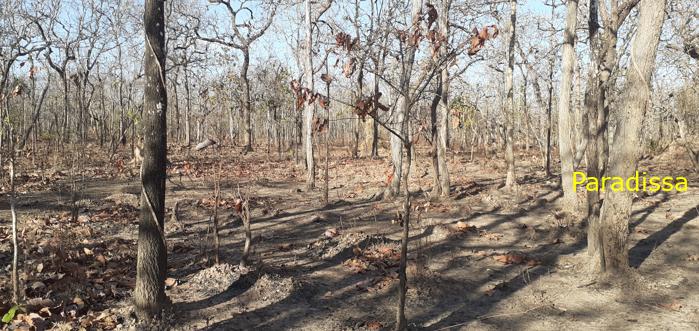 Bird watching at the Yok Don National Park in Vietnam