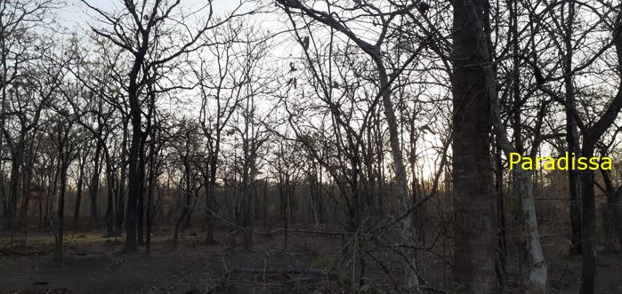 Bird watching at the Yok Don National Park in Vietnam