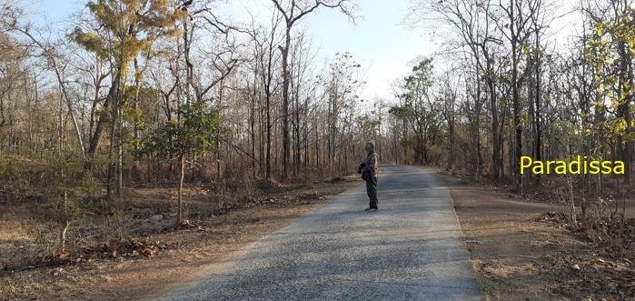Bird Watching at Yok Don National Park Vietnam